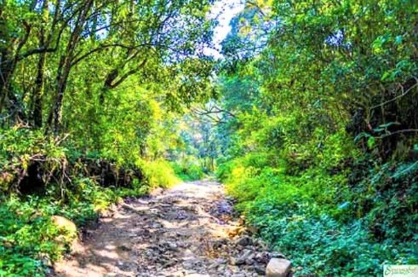 anamudi shola national park, places to visit in kerala, idukki wildlfe sanctuary