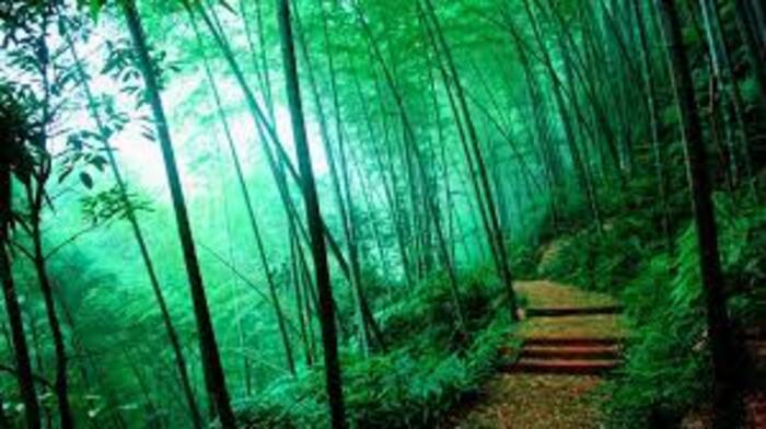 tourist place in Wayanad, places to visit in kerala, best honeymoon places in kerala for couples