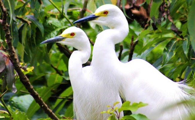 tourist places in malappuram, places to visit in kerala, kadalundi bird sanctuary