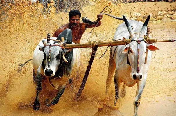 tourist places in pathanamthitta, maramadi bull race