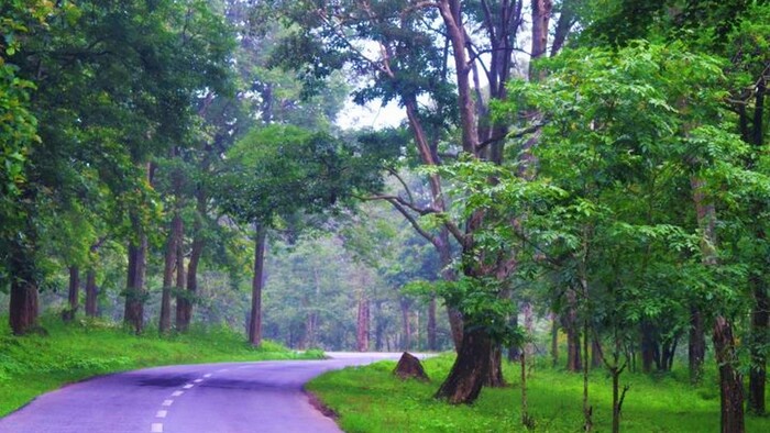 wayanad wildlife sanctuary, places to visit in kerala, muthanga wildlife sanctuary