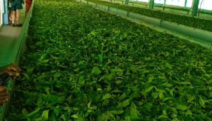 tourist place in wayanad, ripon tea factory
