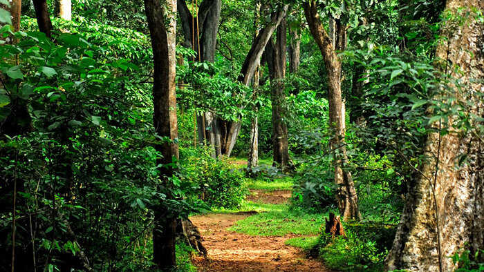 parks in Kollam, shendurney wildlife sanctuary