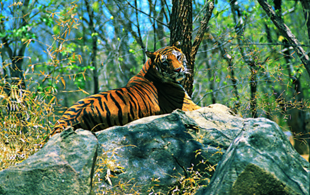 wayanad wildlife sanctuary, places to visit in kerala